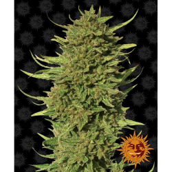 Semillas Critical Kush Auto autoflorecientes de Barney's Farm