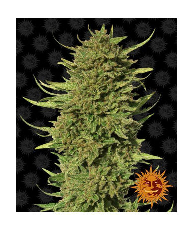 Semillas Critical Kush Auto autoflorecientes de Barney's Farm