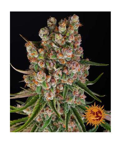 Semillas GMO Auto autoflorecientes de Barney's Farm