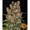 Semillas GMO Auto autoflorecientes de Barney's Farm
