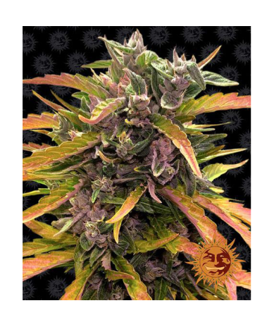 Semillas Gorilla Glue Auto autoflorecientes de Barney's Farm