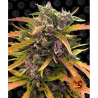 Semillas Gorilla Glue Auto autoflorecientes de Barney's Farm