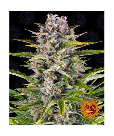 Semillas Gorilla Zkittlez Auto autoflorecientes de Barney's Farm