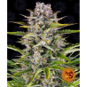 Semillas Gorilla Zkittlez Auto autoflorecientes de Barney's Farm