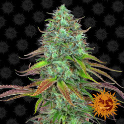 Semillas LSD Auto 1Und autoflorecientes de Barney's Farm