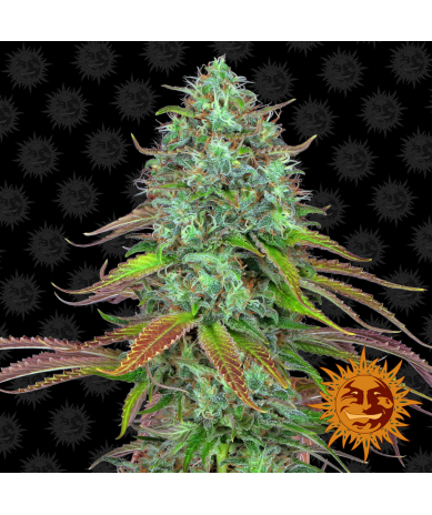 Semillas LSD Auto 1Und autoflorecientes de Barney's Farm