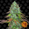 Semillas LSD Auto 1Und autoflorecientes de Barney's Farm