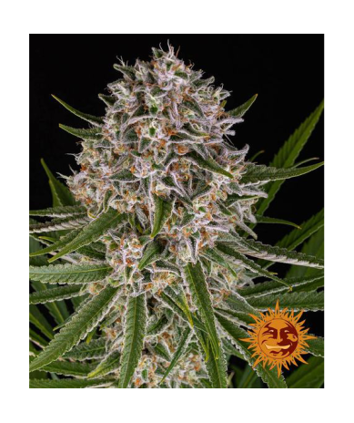 Semillas Lemon Haze Auto autoflorecientes de Barney's Farm