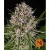 Semillas Lemon Haze Auto autoflorecientes de Barney's Farm