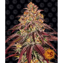 Semillas Mimosa x Orange Punch Auto autoflorecientes de Barney's Farm