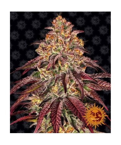 Semillas Mimosa x Orange Punch Auto autoflorecientes de Barney's Farm