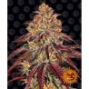 Semillas Mimosa x Orange Punch Auto autoflorecientes de Barney's Farm
