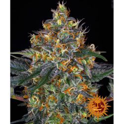 Semillas Moby Dick Auto autoflorecientes de Barney's Farm