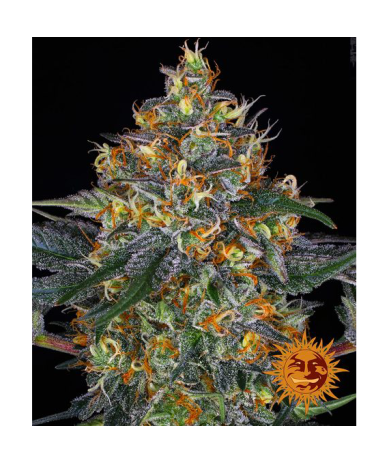 Semillas Moby Dick Auto autoflorecientes de Barney's Farm