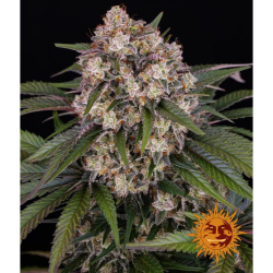 Semillas OG Kush Auto autoflorecientes de Barney's Farm