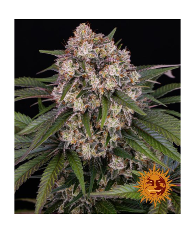 Semillas OG Kush Auto autoflorecientes de Barney's Farm