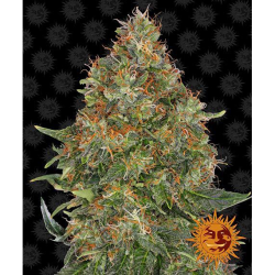 Semillas Pineapple Express Auto autoflorecientes de Barney's Farm