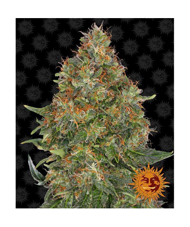 Semillas Pineapple Express Auto autoflorecientes de Barney's Farm