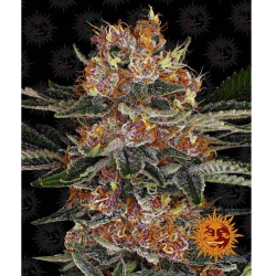 Semillas Purple Punch Auto autoflorecientes de Barney's Farm