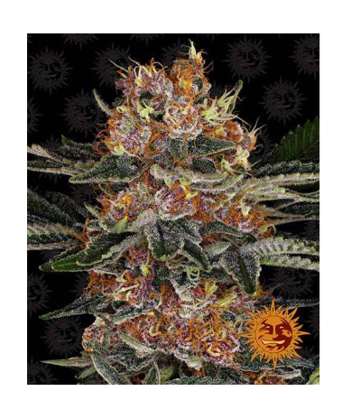 Semillas Purple Punch Auto autoflorecientes de Barney's Farm