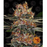 Semillas Purple Punch Auto autoflorecientes de Barney's Farm