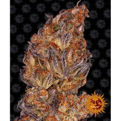 Semillas Runtz Auto autoflorecientes de Barney's Farm
