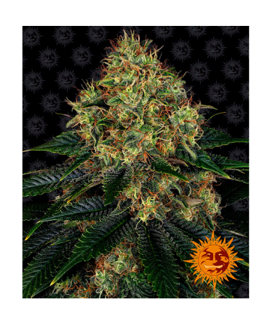 Semillas Skywalker OG Auto autoflorecientes de Barney's Farm
