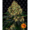 Semillas Skywalker OG Auto autoflorecientes de Barney's Farm