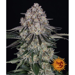 Semillas Sour Diesel Auto autoflorecientes de Barney's Farm