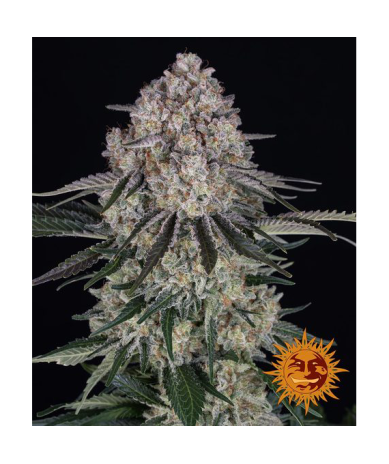 Semillas Sour Diesel Auto autoflorecientes de Barney's Farm