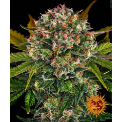 Semillas Strawberry Cheesecake Auto autoflorecientes de Barney's Farm
