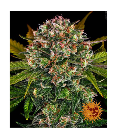 Semillas Strawberry Cheesecake Auto autoflorecientes de Barney's Farm