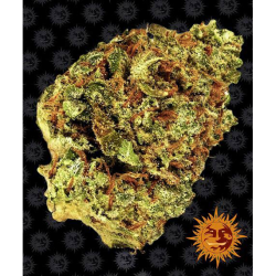 Semillas Watermelon Zkittlez Auto autoflorecientes de Barney's Farm