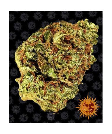 Semillas Watermelon Zkittlez Auto autoflorecientes de Barney's Farm