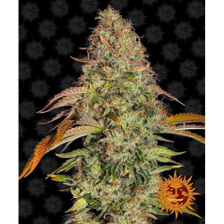 Semillas Zkittlez OG Auto autoflorecientes de Barney's Farm