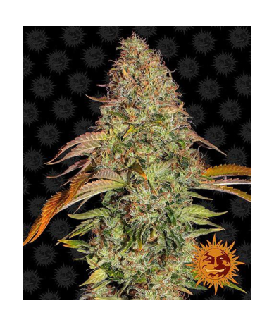 Semillas Zkittlez OG Auto autoflorecientes de Barney's Farm
