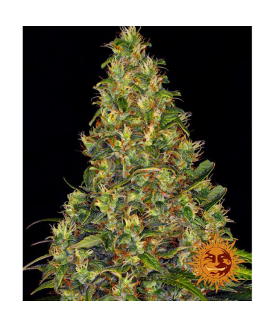 Semillas Amnesia Haze Auto autoflorecientes de Barney's Farm
