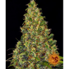 Semillas Amnesia Haze Auto autoflorecientes de Barney's Farm