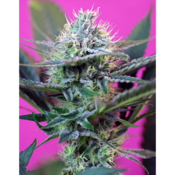Semillas Auto +Speed autoflorecientes de Sweet Seed