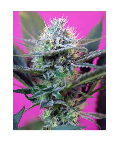 Semillas Auto +Speed autoflorecientes de Sweet Seed