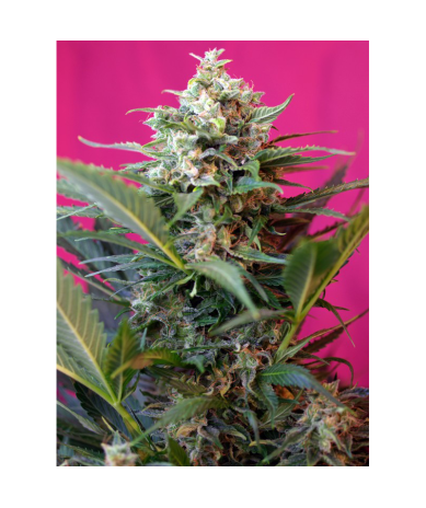 Semillas Auto Big Devil XL autoflorecientes de Sweet Seed