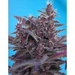 Semillas Auto Black Cream autoflorecientes de Sweet Seed