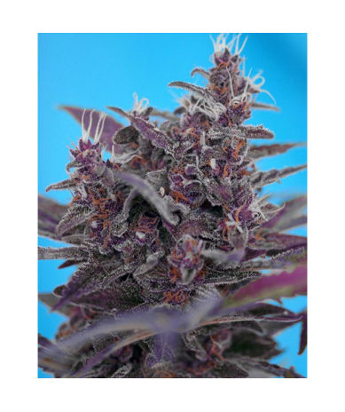 Semillas Auto Black Cream autoflorecientes de Sweet Seed