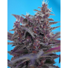 Semillas Auto Black Cream autoflorecientes de Sweet Seed