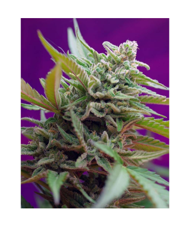Semillas Auto Black Jack autoflorecientes de Sweet Seed