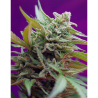 Semillas Auto Black Jack autoflorecientes de Sweet Seed