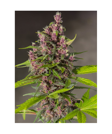 Semillas Auto Bloody Skunk autoflorecientes de Sweet Seed