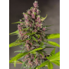 Semillas Auto Bloody Skunk autoflorecientes de Sweet Seed