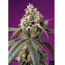Semillas Auto Bruce Banner autoflorecientes de Sweet Seed