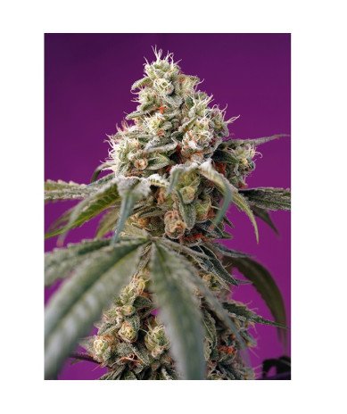 Semillas Auto Bruce Banner autoflorecientes de Sweet Seed